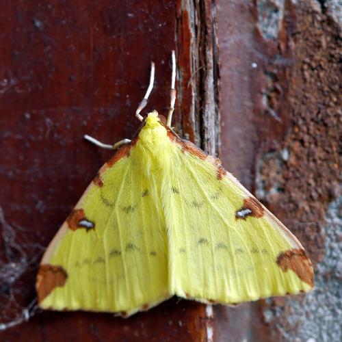 Réf. 271 262 : Opisthograptis luteolata
